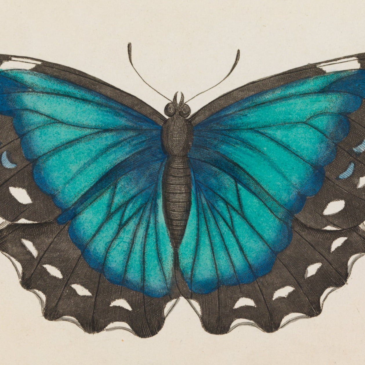 Blue Morpho Butterfly Print - A2
