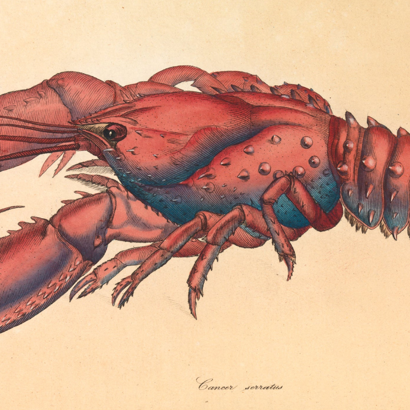 Red Lobster Print - A2