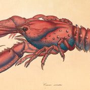 Red Lobster Print - A2