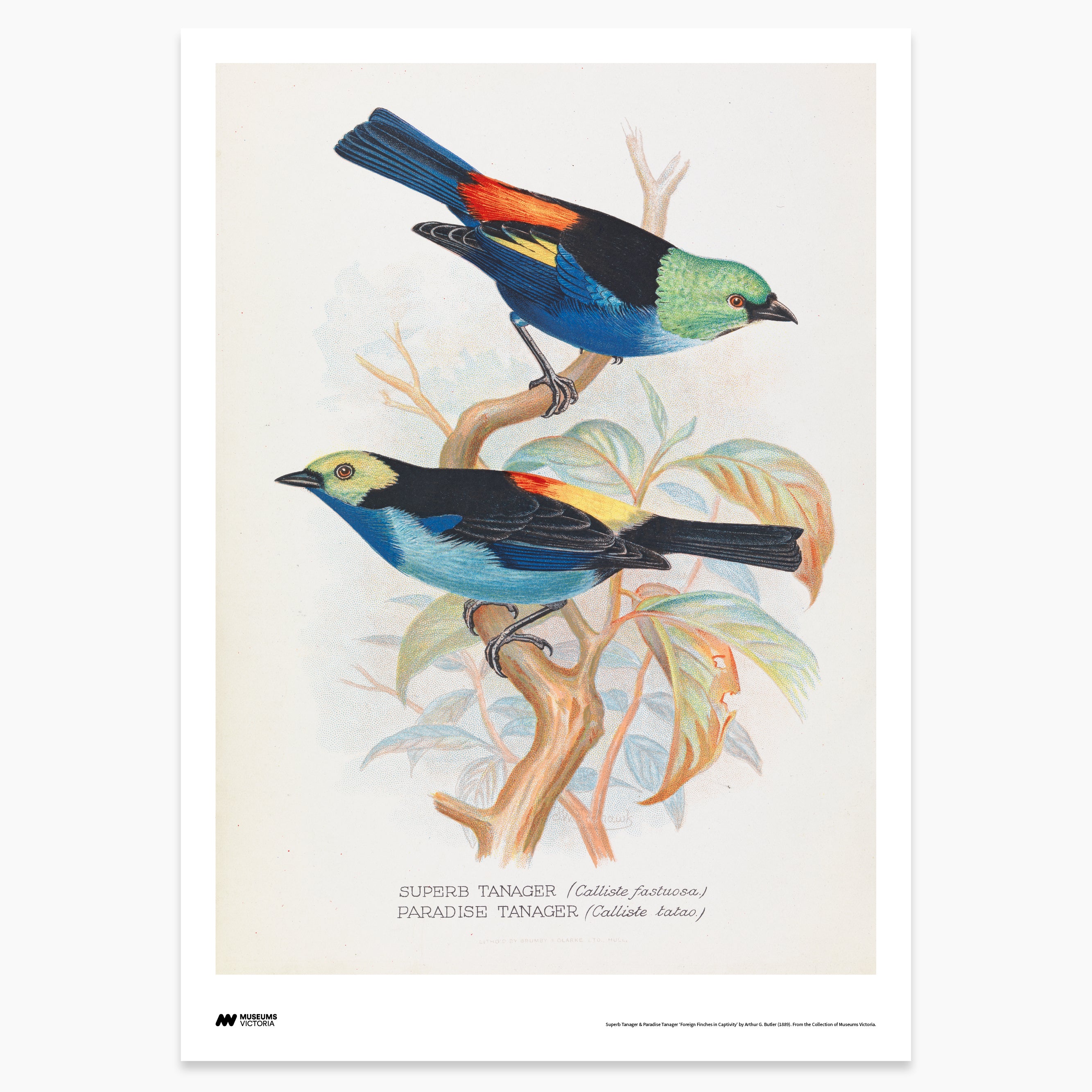 Foreign Finches Print - A2