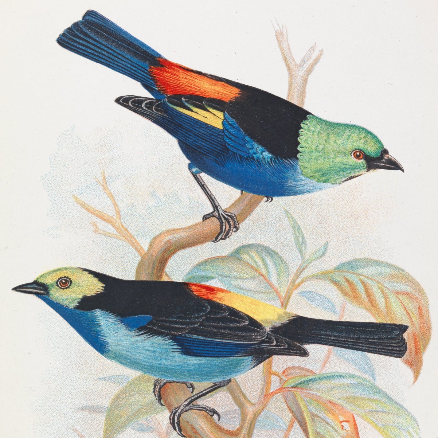Foreign Finches Print - A2