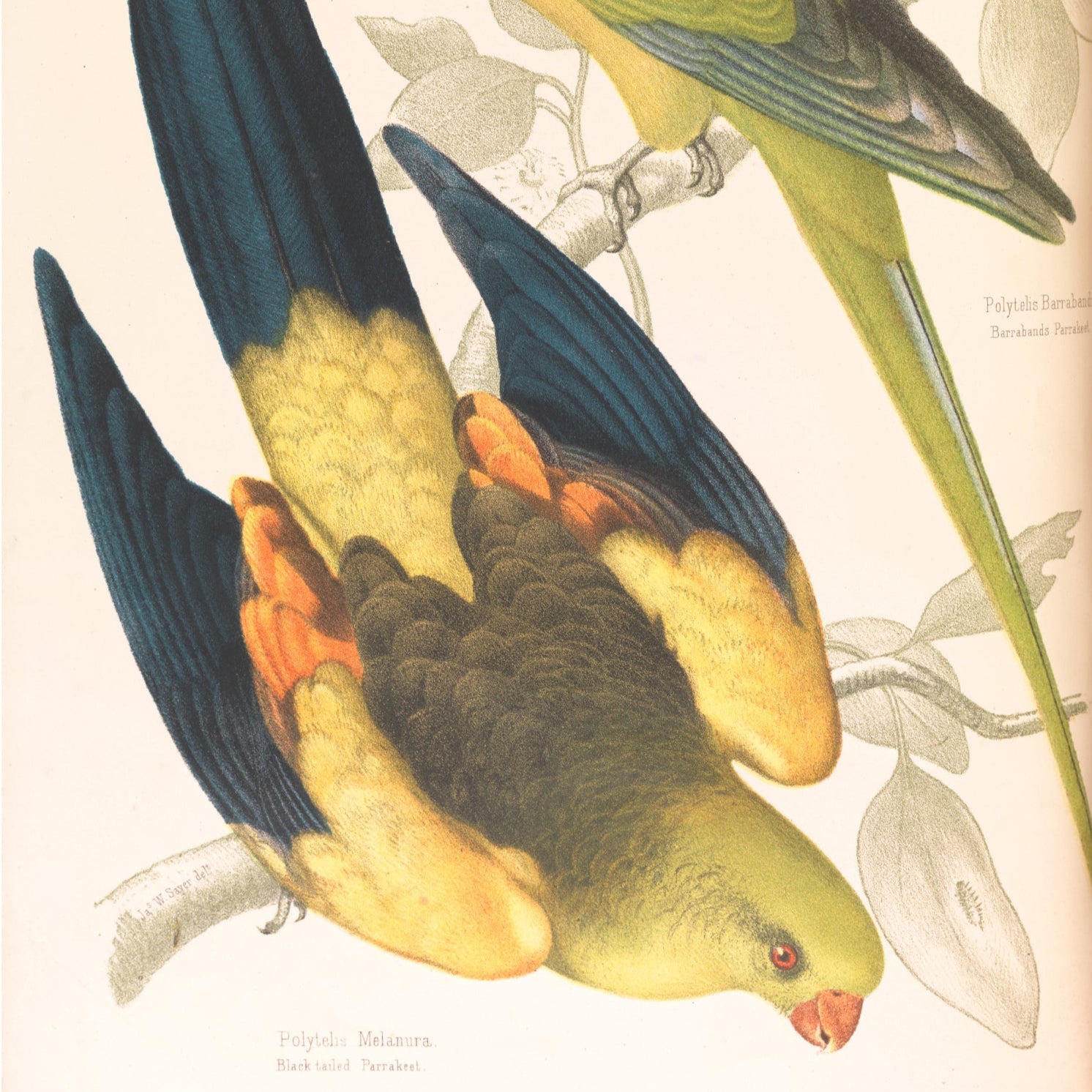 Parrot Family Print - A2