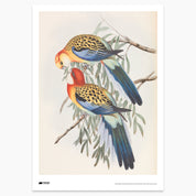 The Birds of Australia Print - A2
