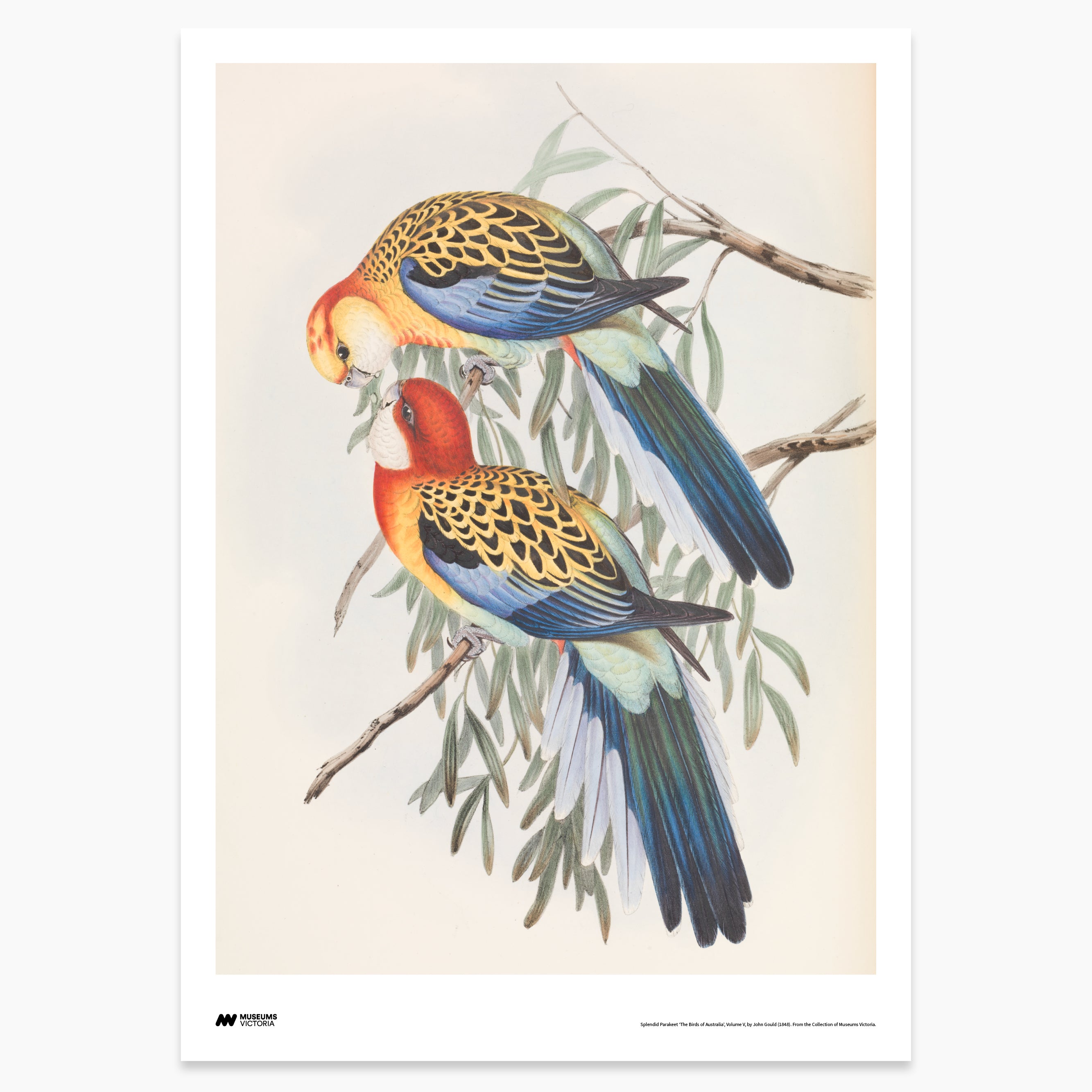The Birds of Australia Print - A2