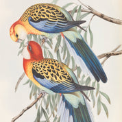 The Birds of Australia Print - A2