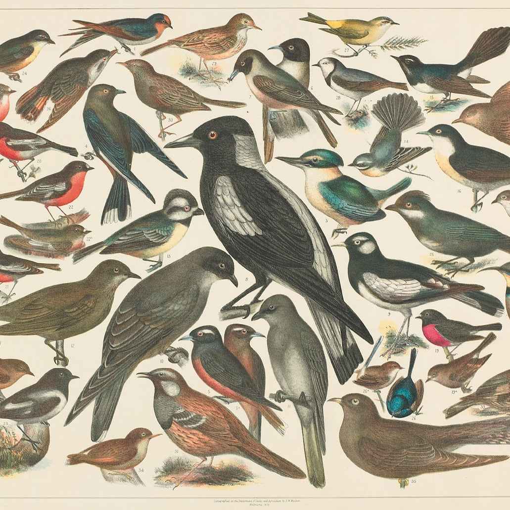 Common Birds Found in Victoria Print - A2