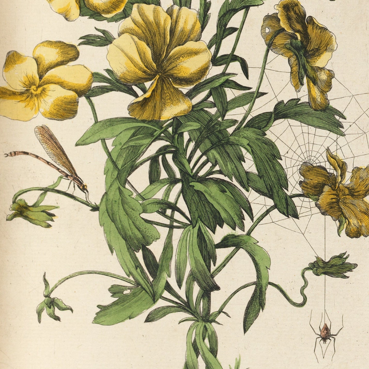Yellow Flowers with Insects Print - A2