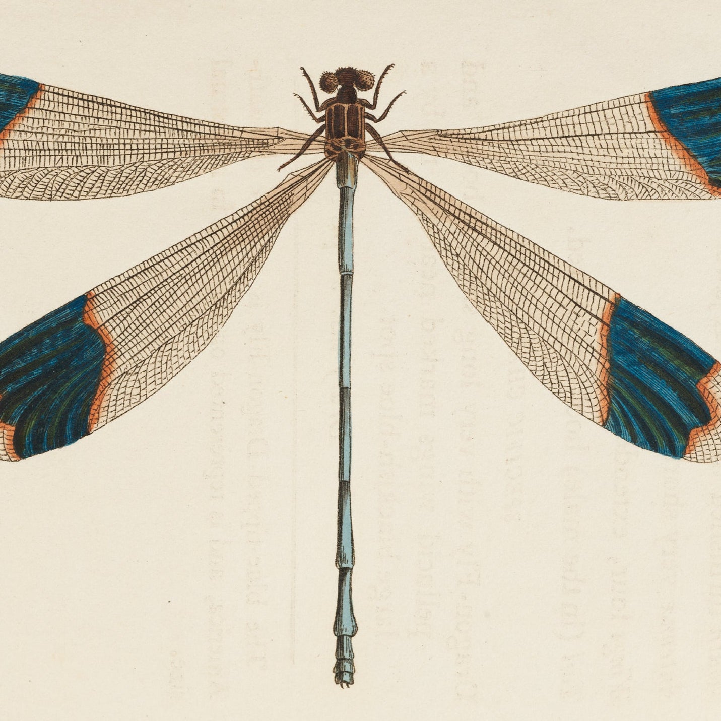 Dragonfly Print - A2