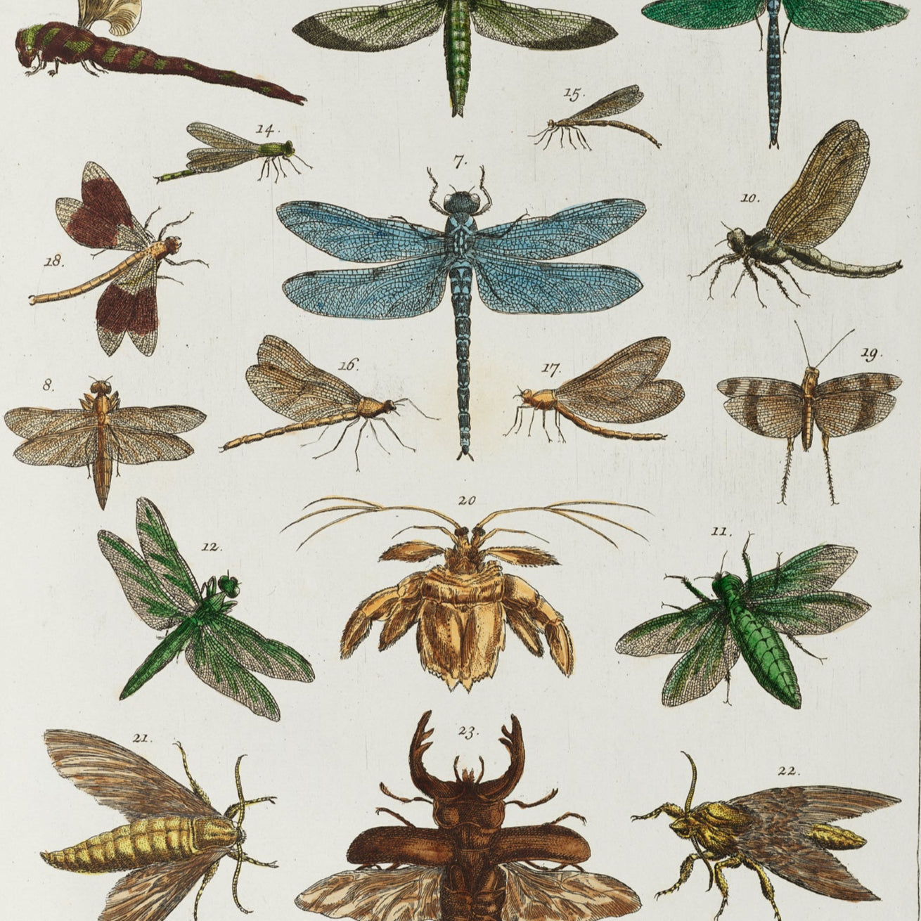 Insect Plate Print - A2