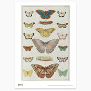 Butterfly Plate Print - A2