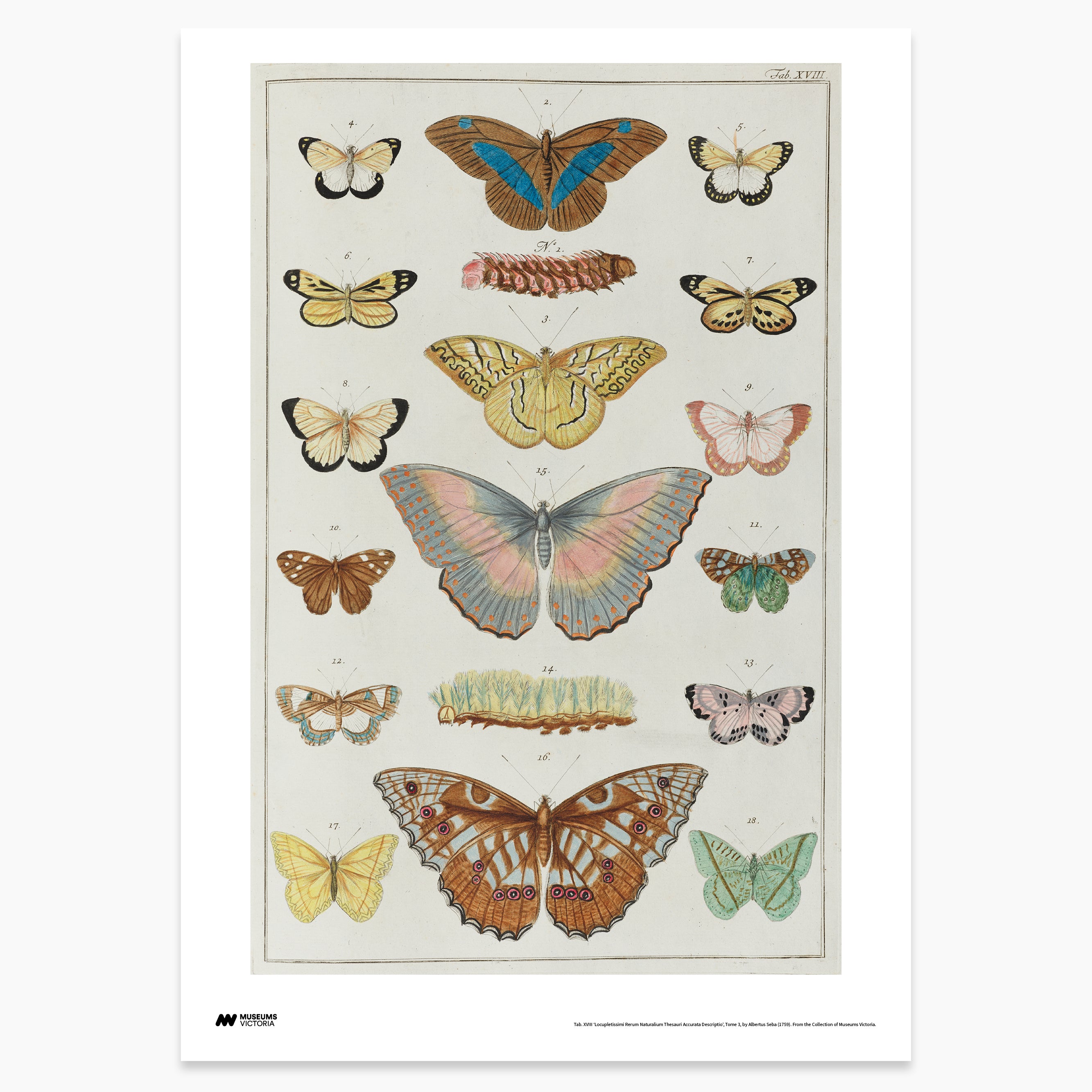 Butterfly Plate Print - A2