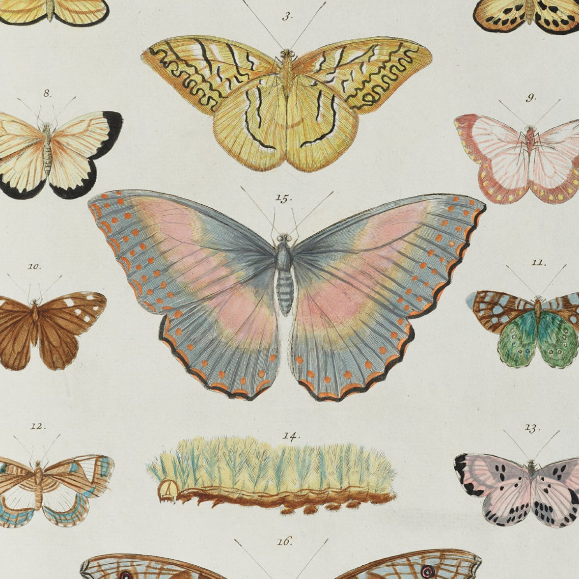 Butterfly Plate Print - A2