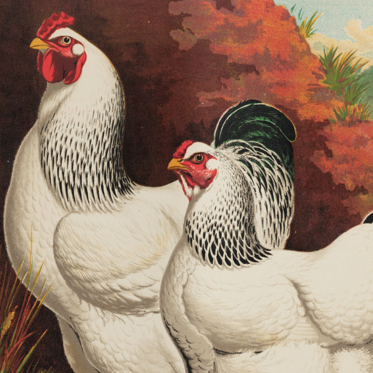 Brahma Chickens Print - A2