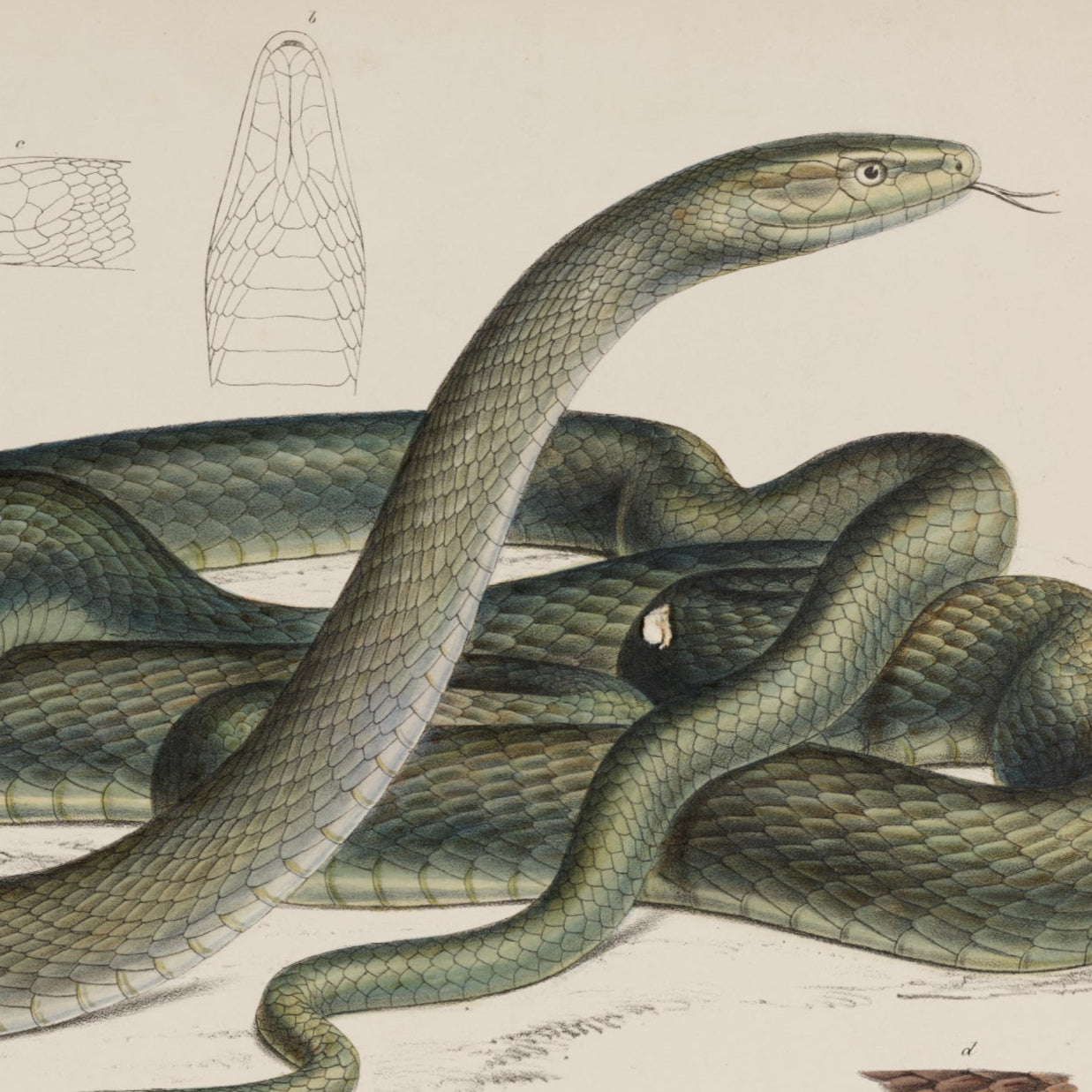 Green Snake Print - A2