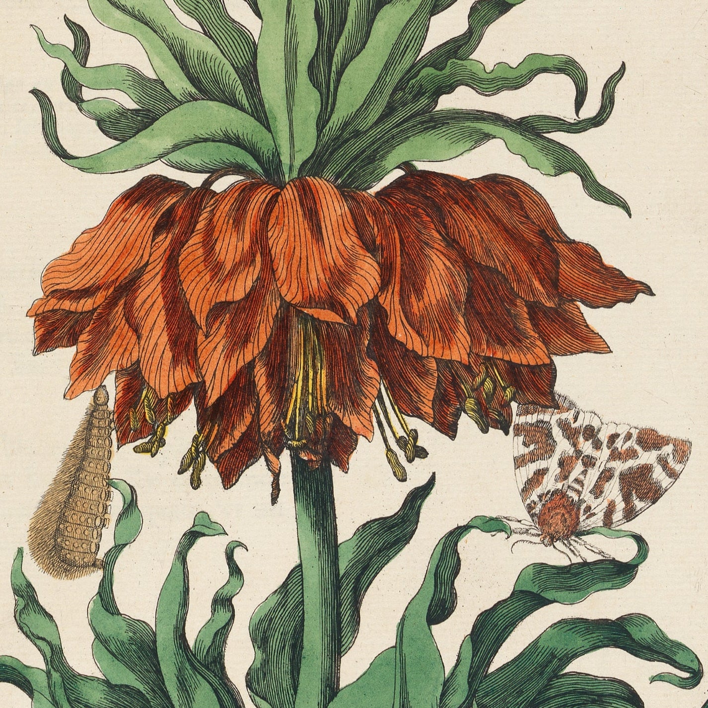 Red Flower with Insects Print - A2