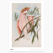 Major Mitchell's Cockatoo Print - A2
