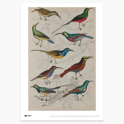 Sunbird Print - A2
