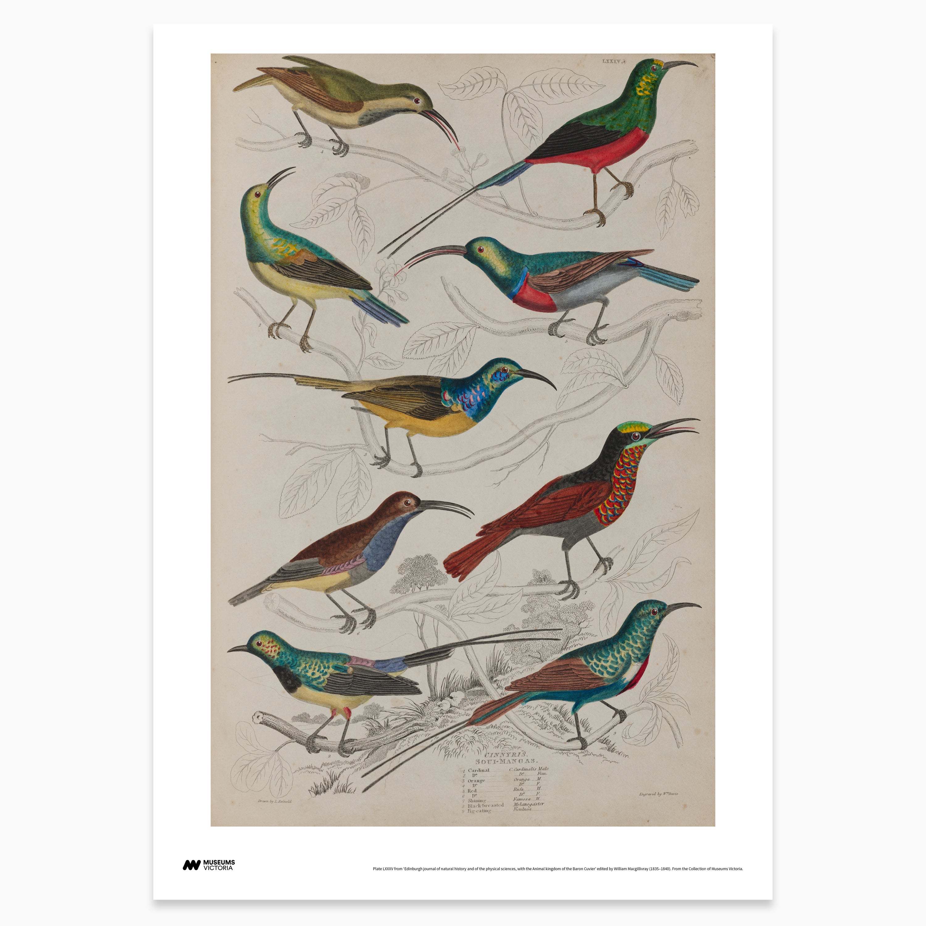 Sunbird Print - A2