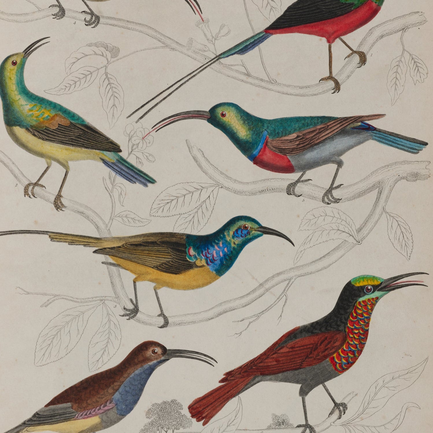 Sunbird Print - A2