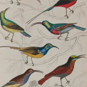 Sunbird Print - A2