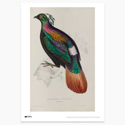 Himalayan Monal Print - A2