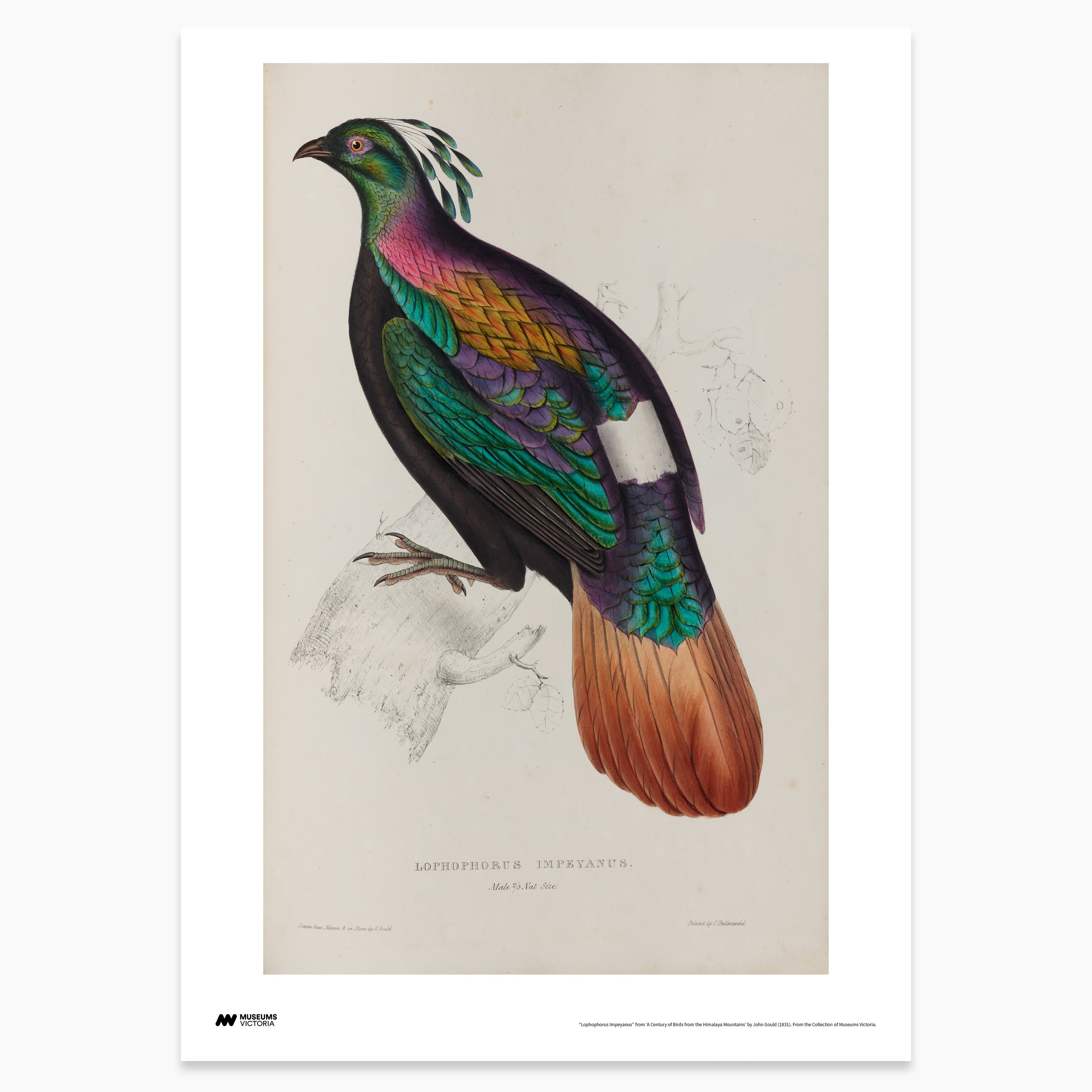 Himalayan Monal Print - A2