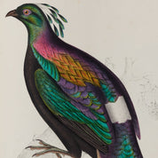 Colorful bird illustration on a beige background