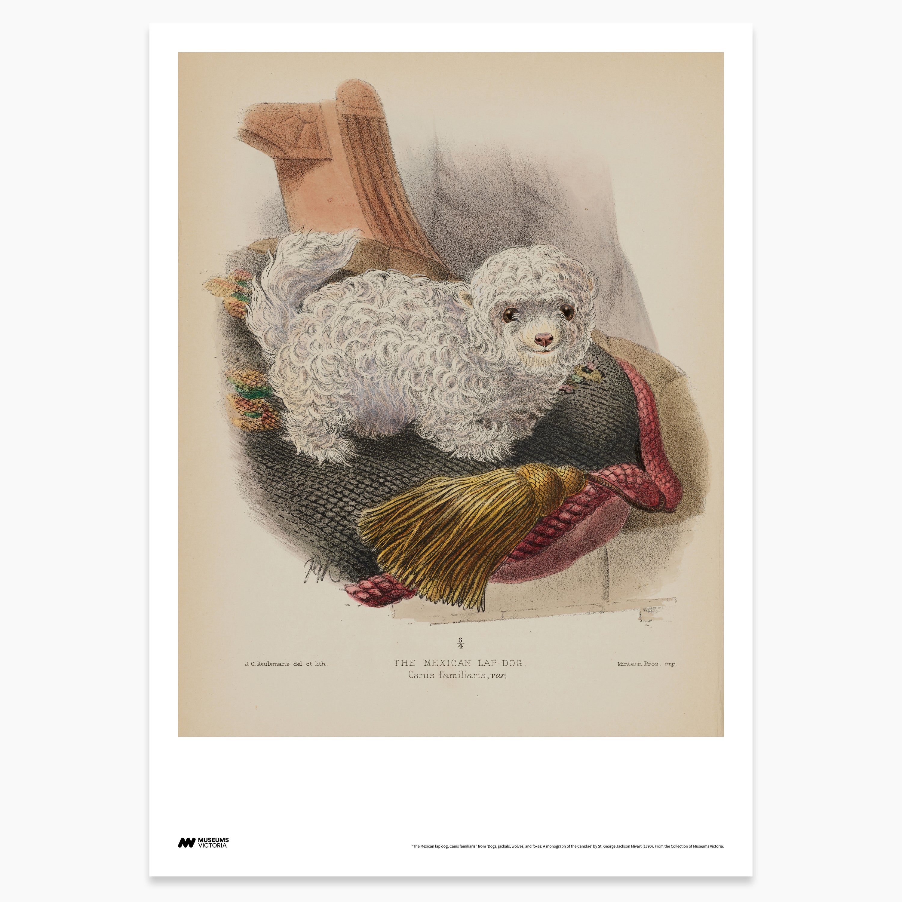 Mexican Lap Dog Print - A2