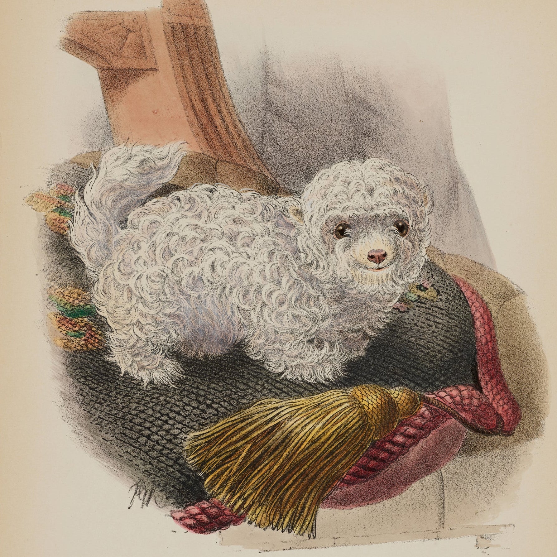 Vintage-style illustration of a poodle on a textured surface with a broom.