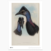 Bennett's Cassowary Print - A2