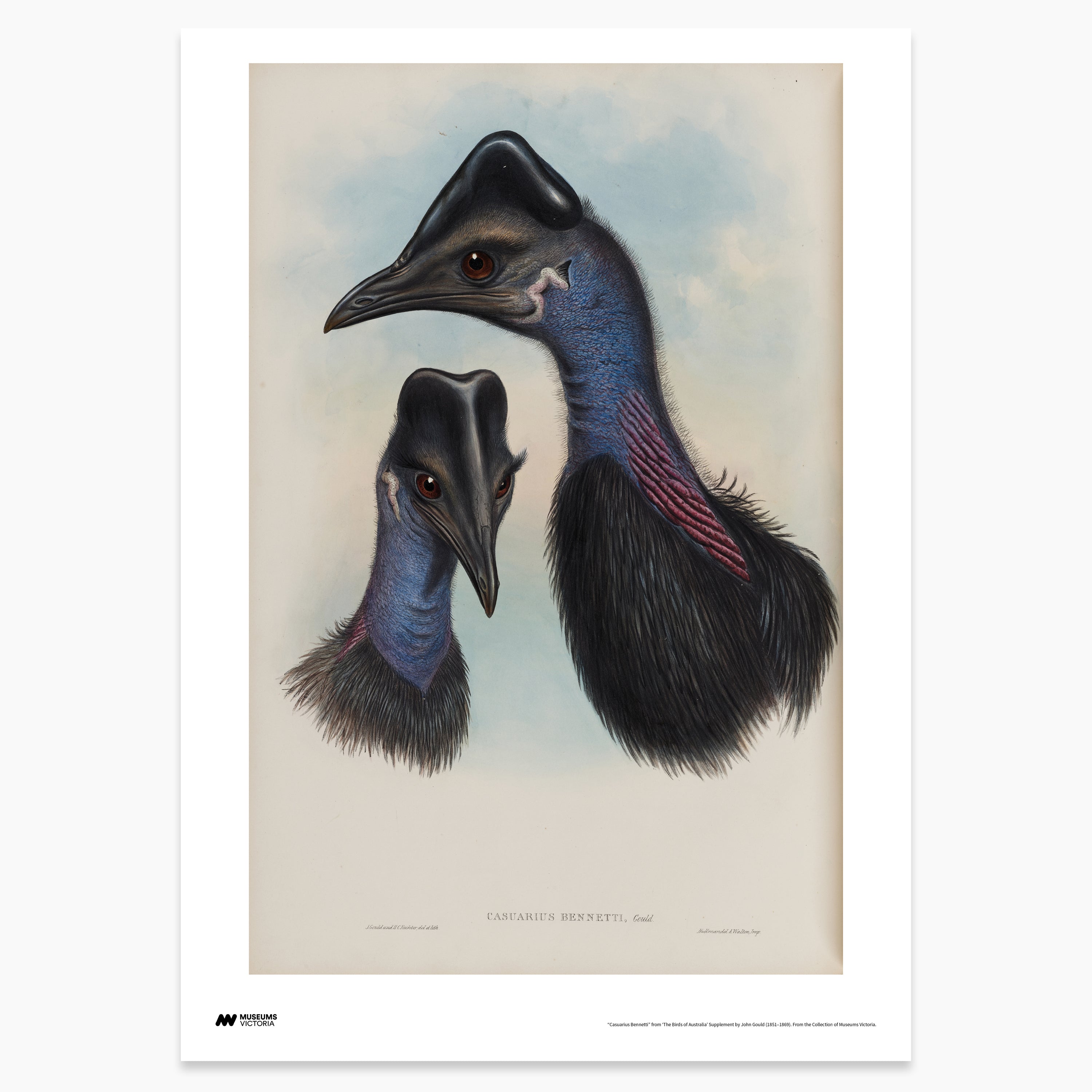 Bennett's Cassowary Print - A2