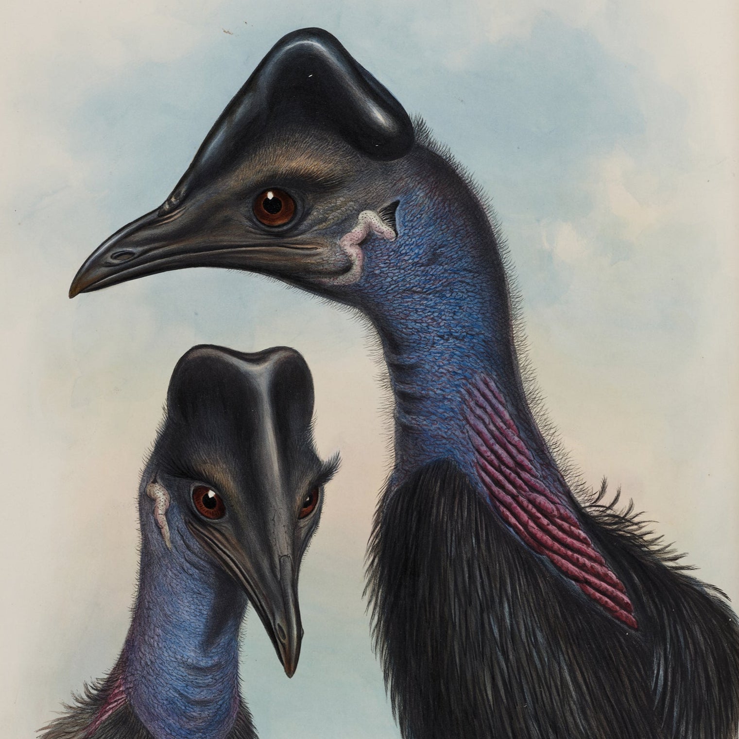 Illustration of two cassowary birds on a beige background