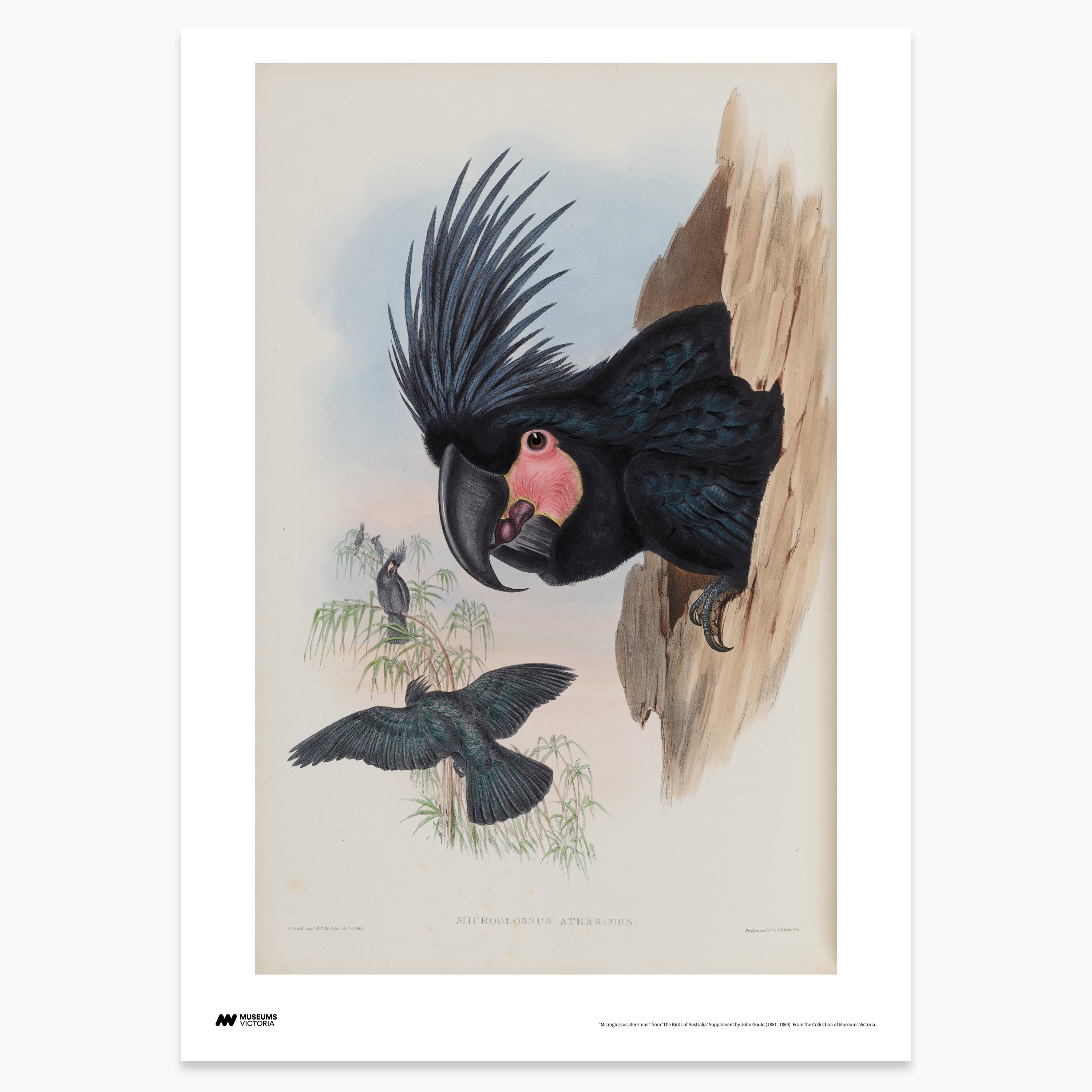 Great Palm Cockatoo Print - A2