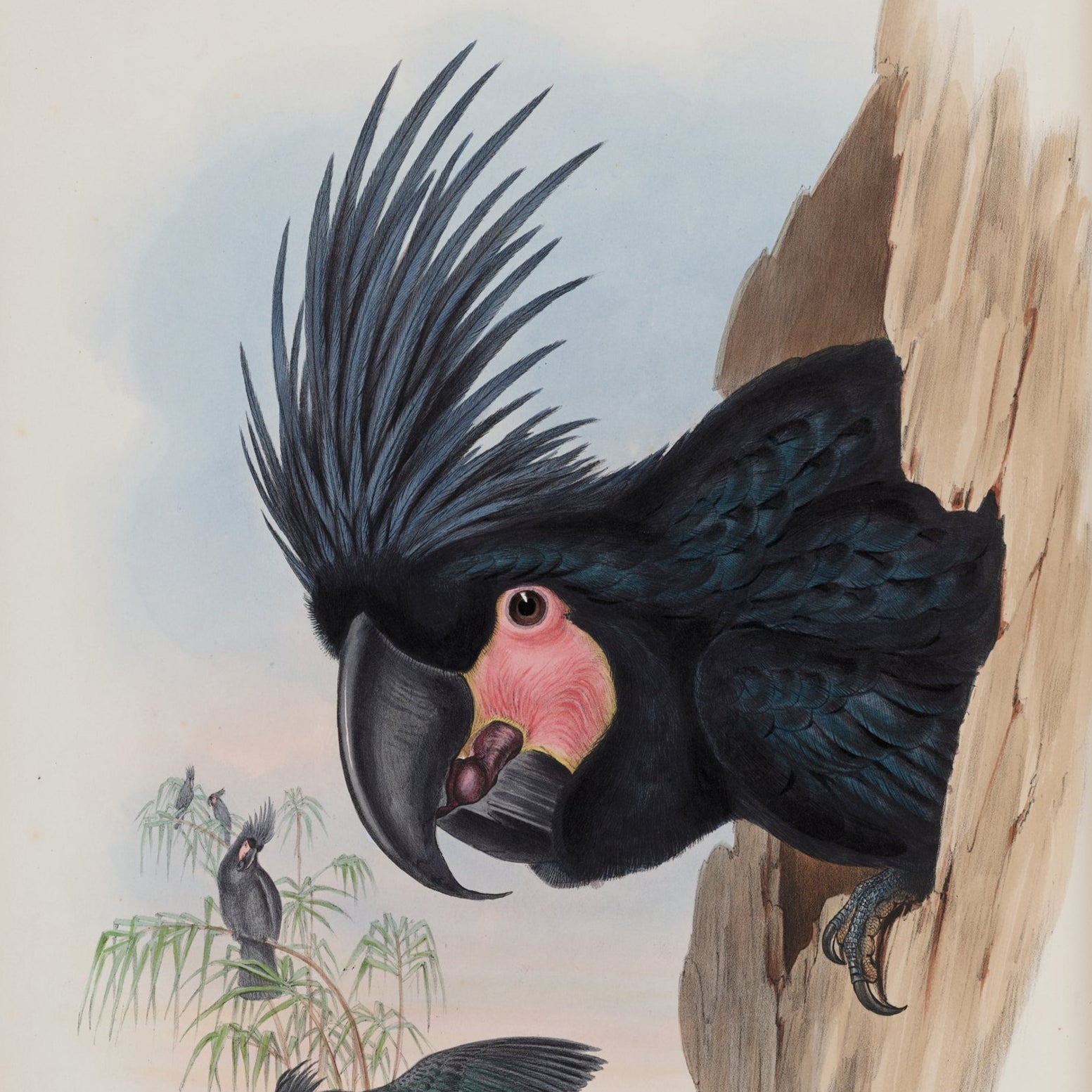 Illustration of a black cockatoo perched on a branch with a white background