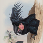 Illustration of a black cockatoo perched on a branch with a white background