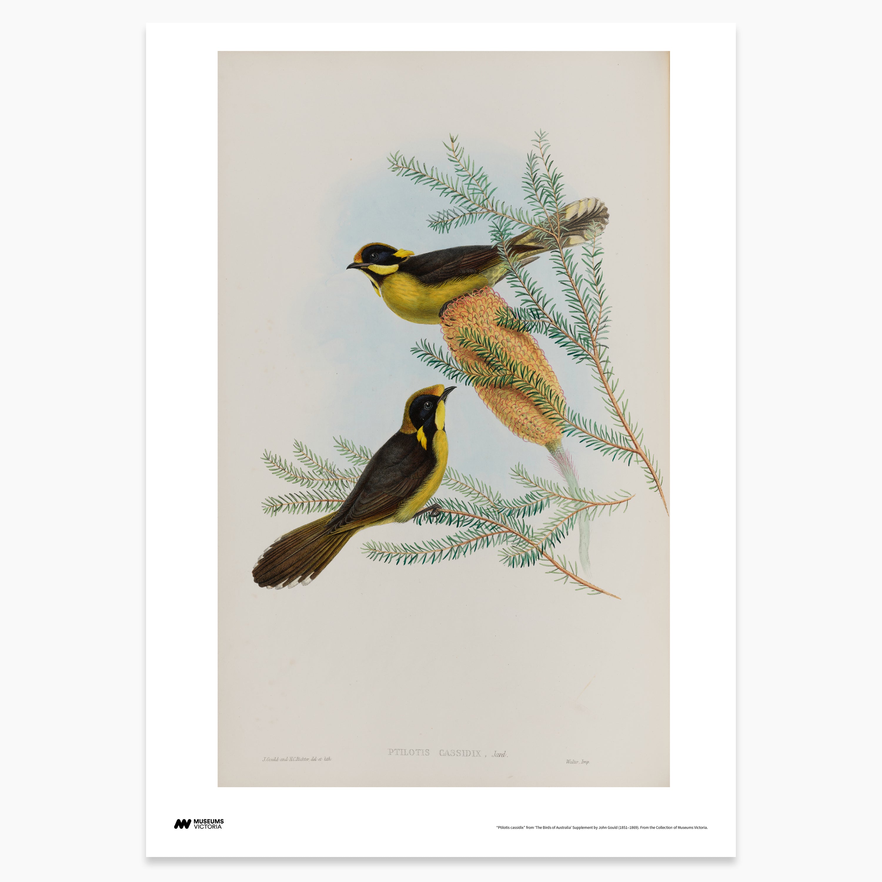 Helmeted Honeyeater Print - A2