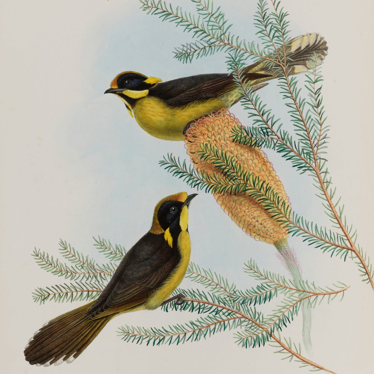 Illustration of two birds perched on a branch with cones and leaves.