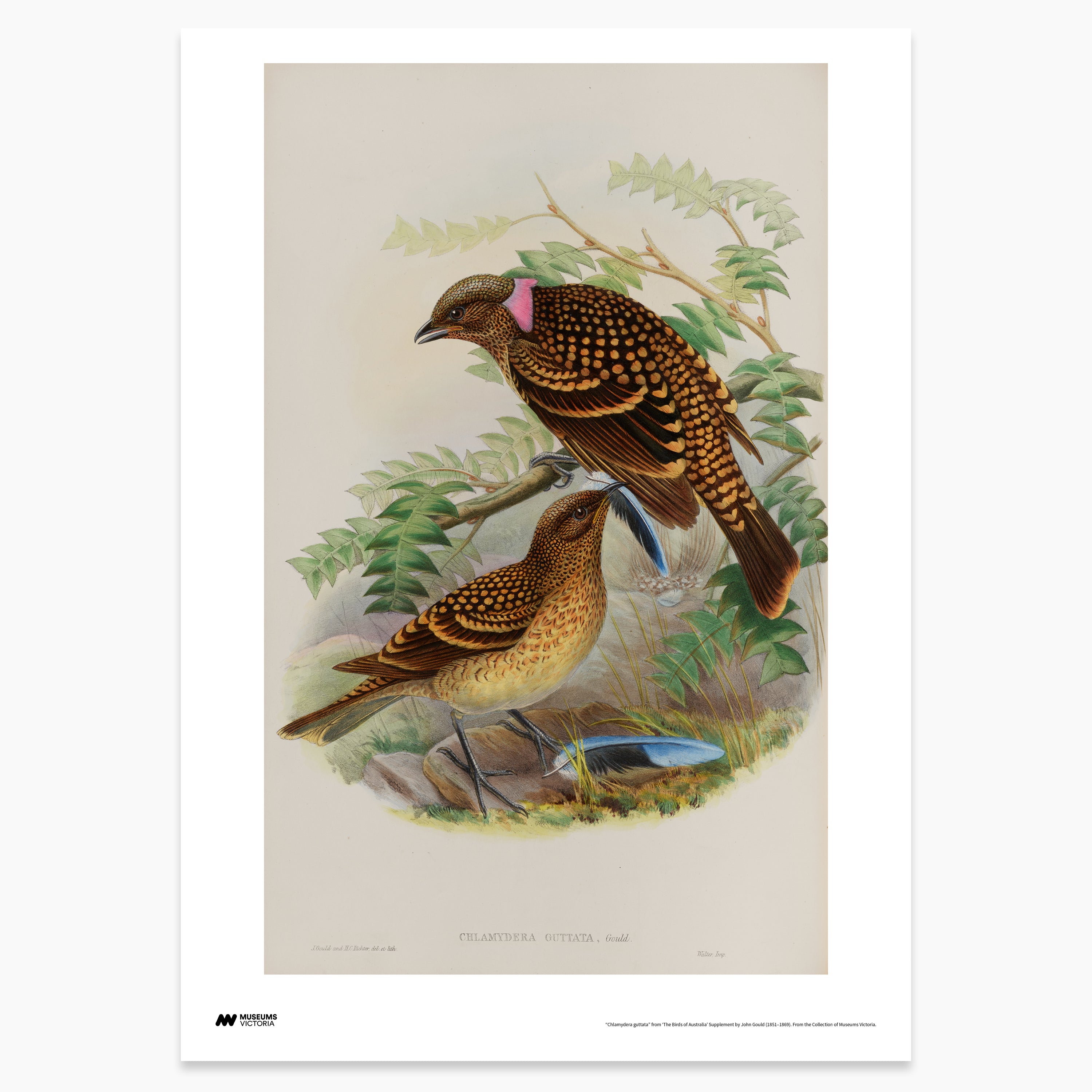 Western Bowerbird Print - A2