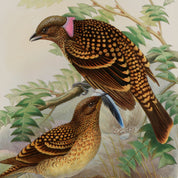Illustration of two birds on a branch with a natural background