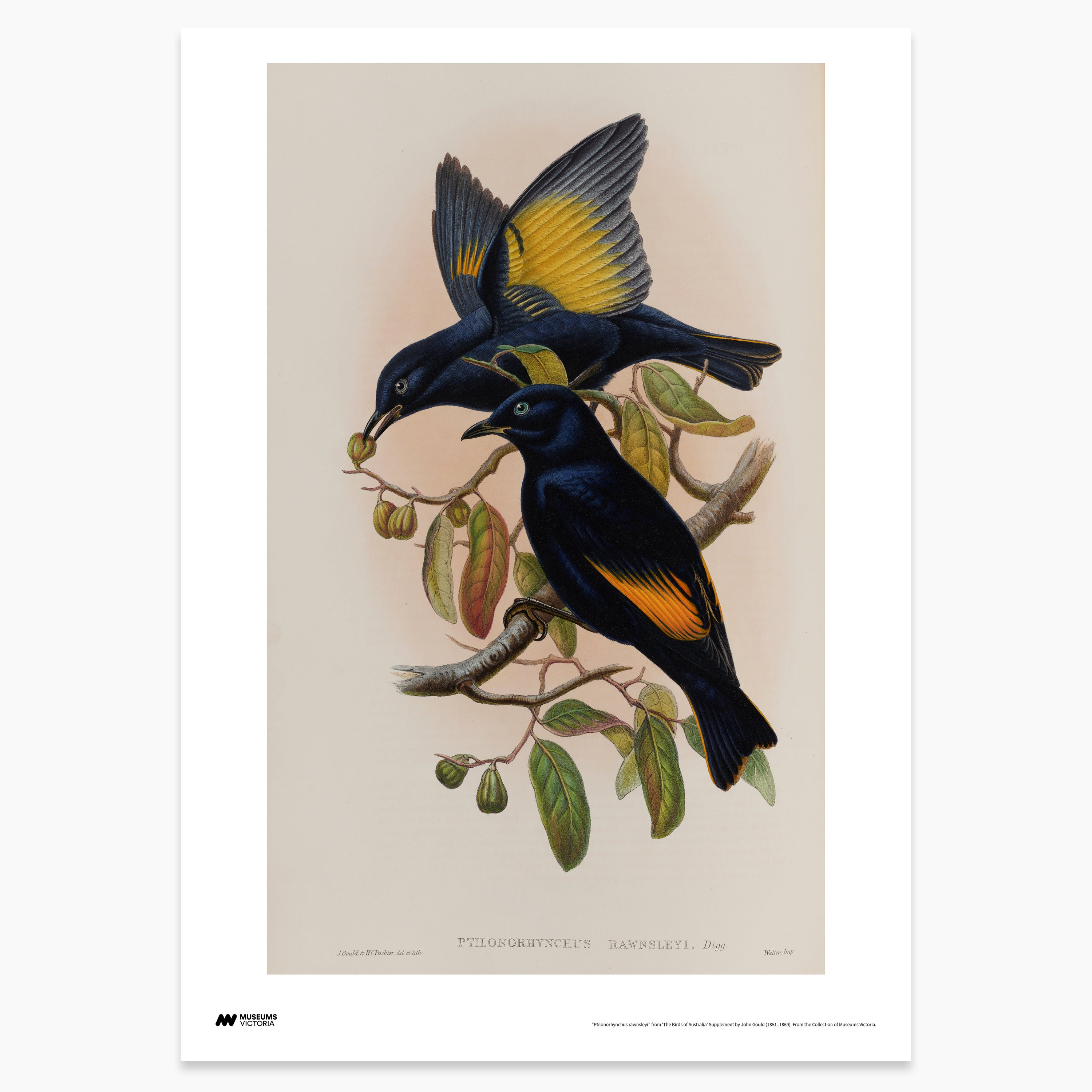 Rawnsley's Bowerbird Print - A2
