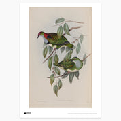 Superb Fruit-Dove Print - A2