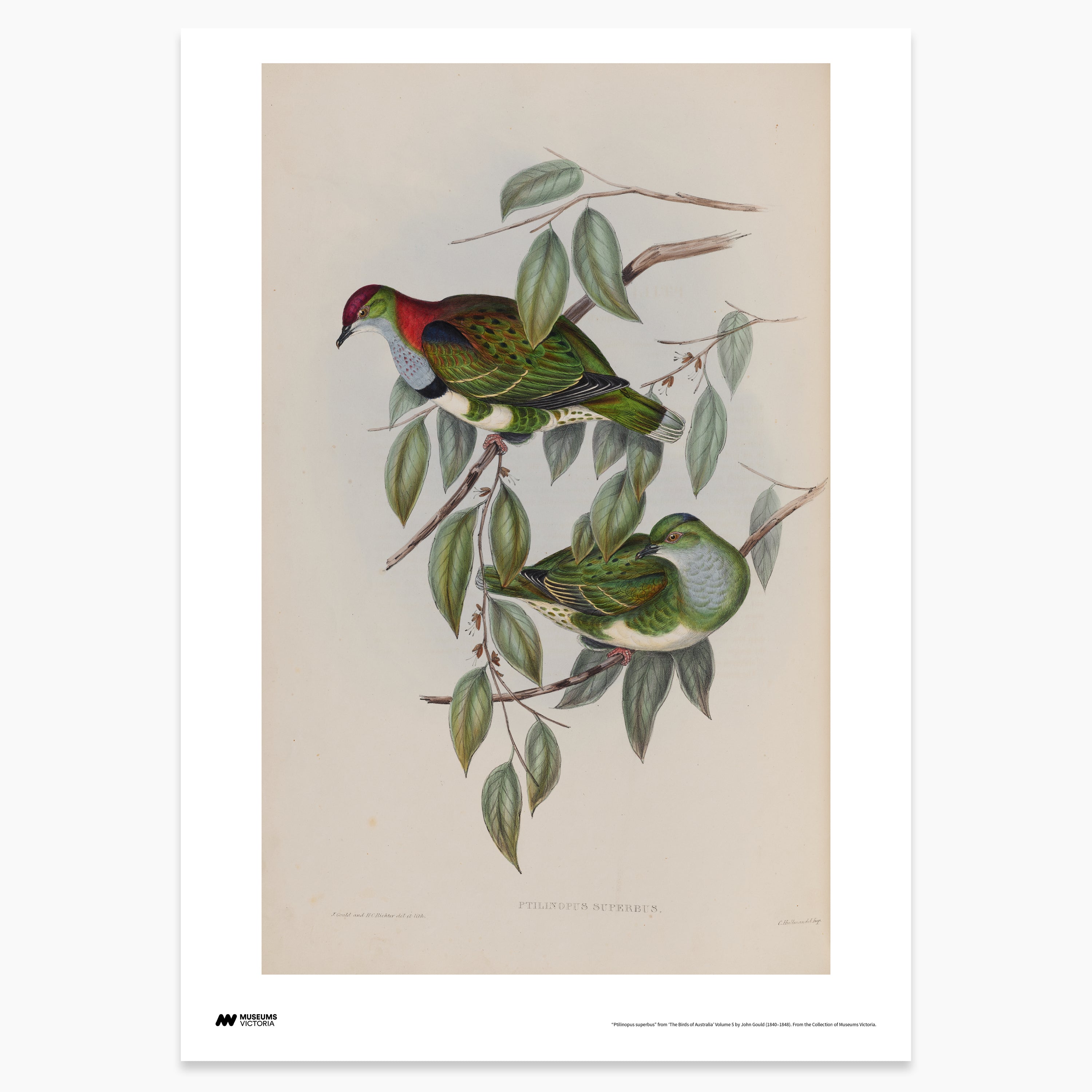 Superb Fruit-Dove Print - A2