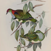 Illustration of two birds perched on branches with leaves on a beige background