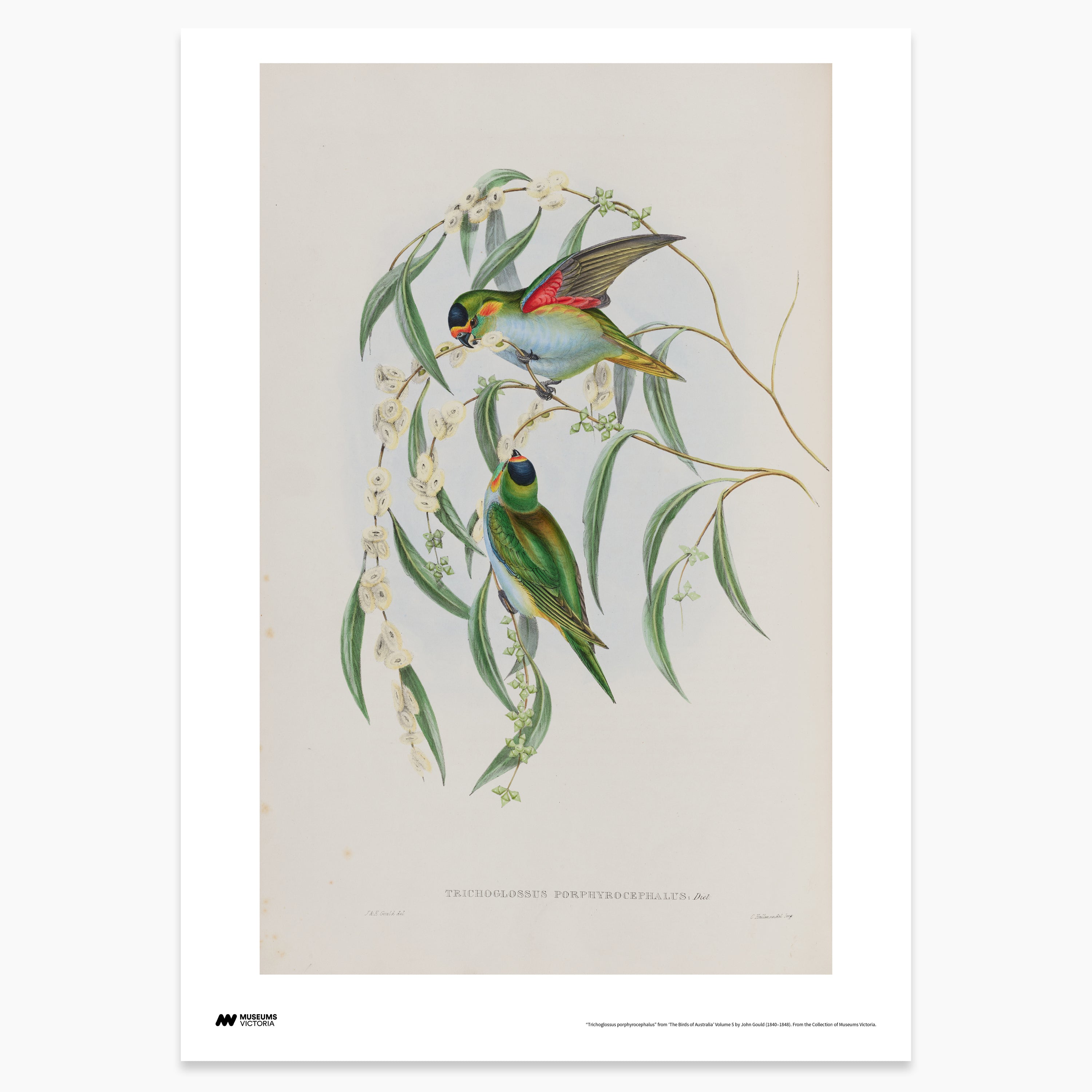 Purple-Crowned Lorikeet Print - A2