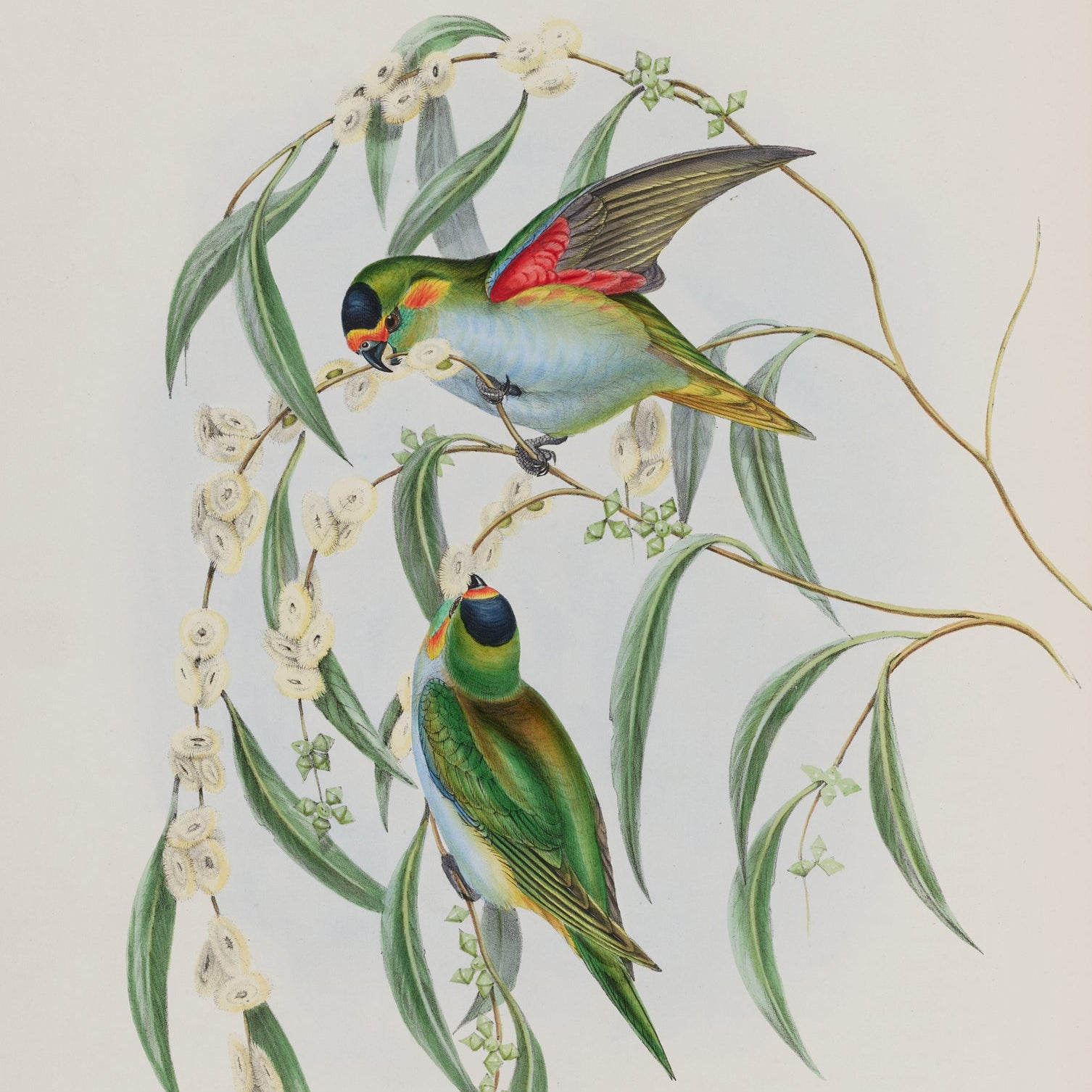 Illustration of two birds perched on a branch with leaves and flowers on a beige background