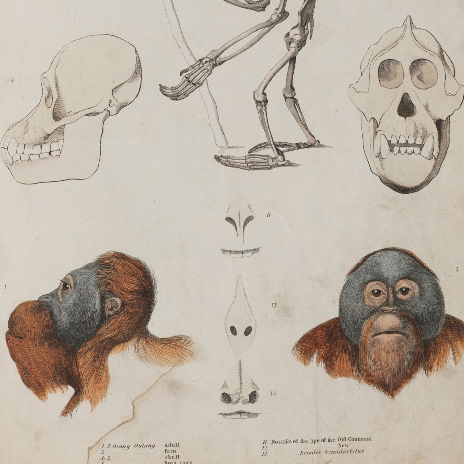 Anatomical diagram of orangutan skeletons and skulls on a beige background