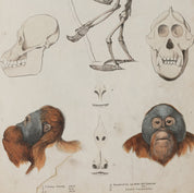 Anatomical diagram of orangutan skeletons and skulls on a beige background