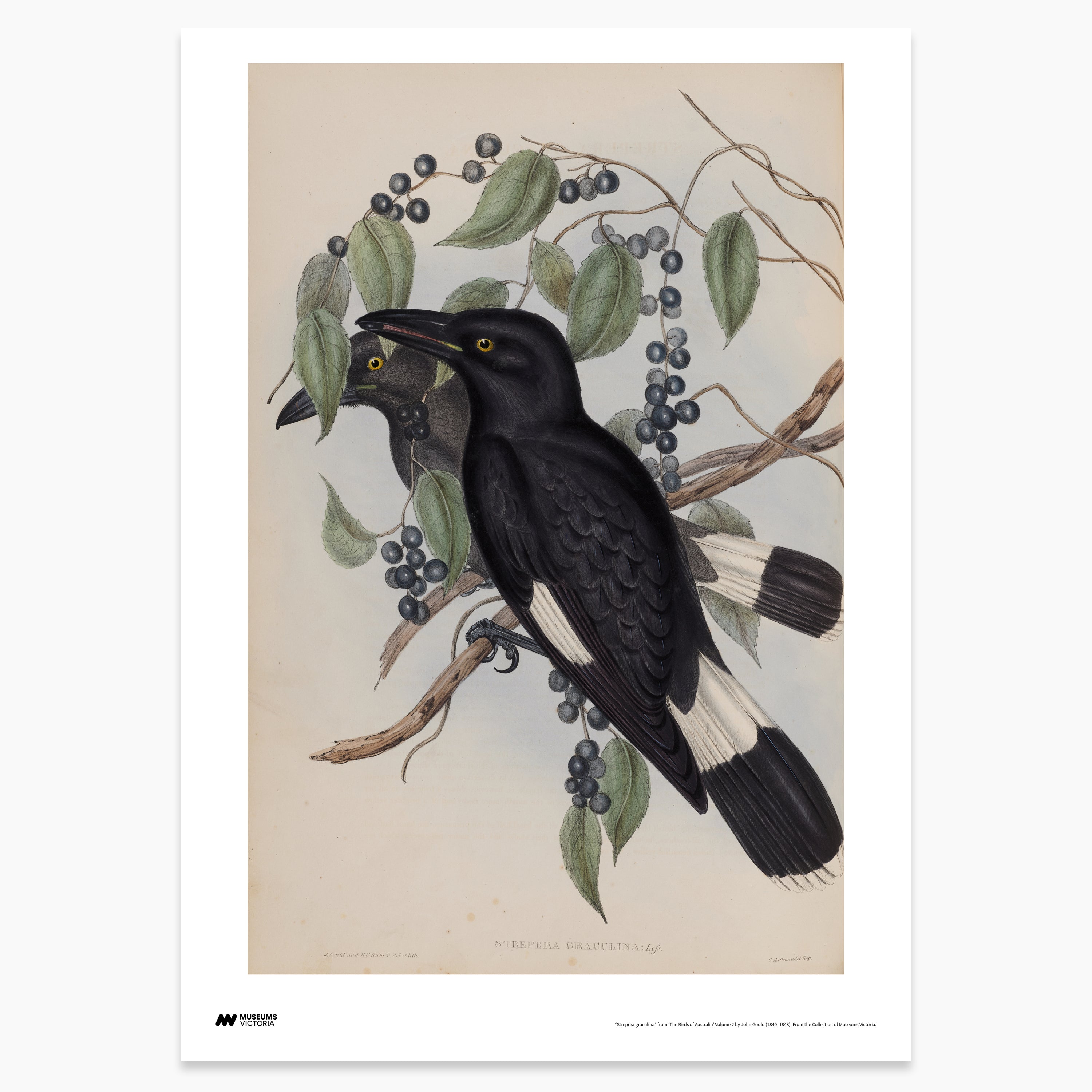 Pied Currawong Print - A2