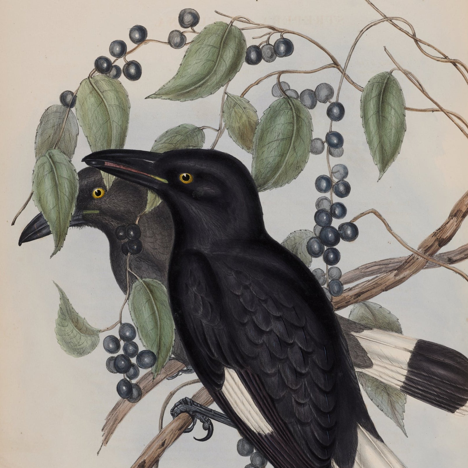 Illustration of two black and white birds perched on a branch with berries and leaves.