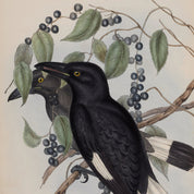 Illustration of two black and white birds perched on a branch with berries and leaves.